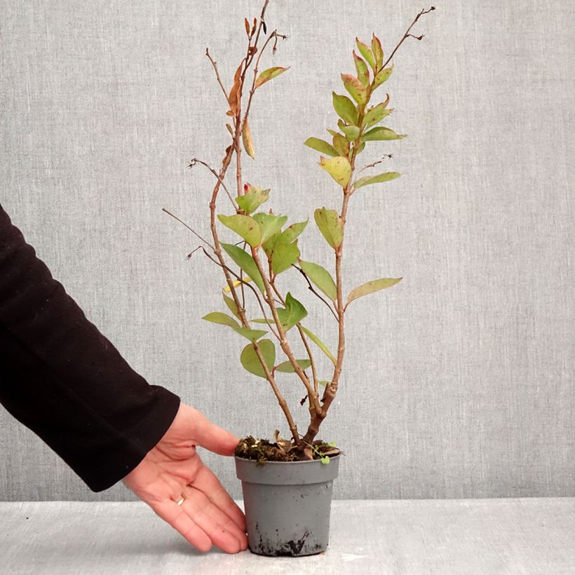 Exemplaar van Dipladenia BELLA Pink Star - Mandevilla Pot van 12 cm / 13 cm zoals geleverd in de winter