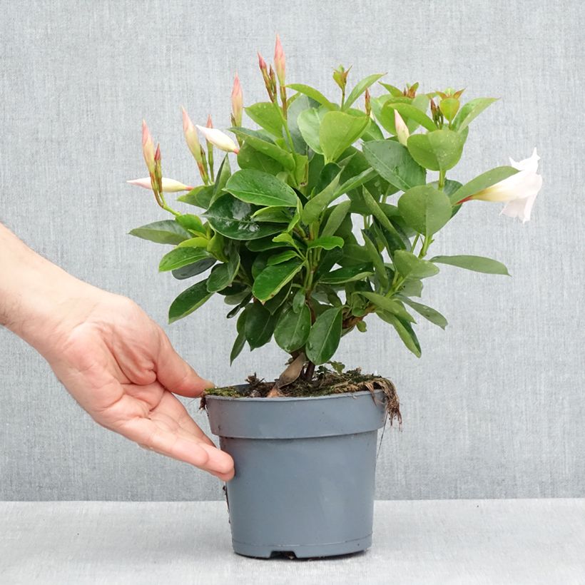 Exemplaar van Dipladenia BELLA Wit - Mandevilla Pot van 10 cm/11 cm zoals geleverd in de lente