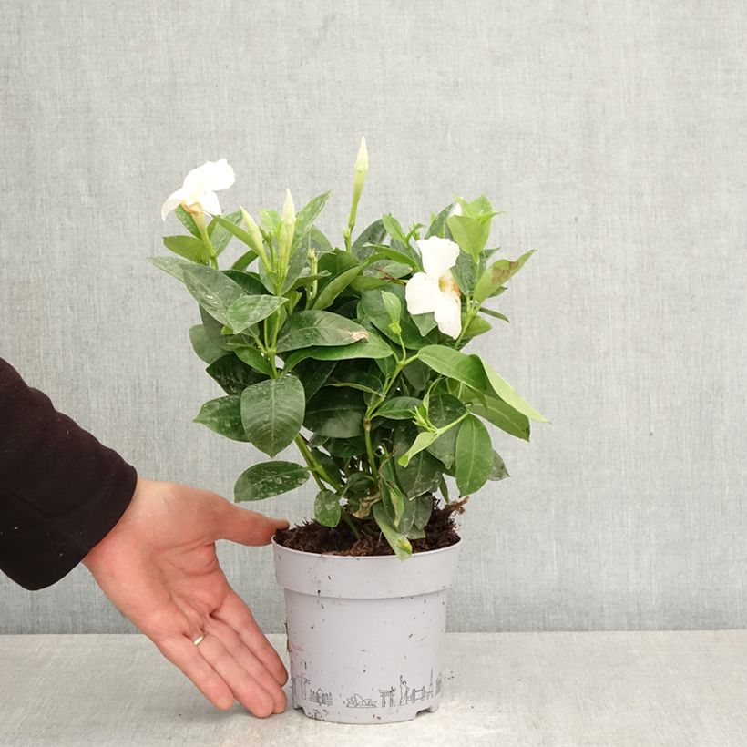 Exemplaar van Dipladenia BELLA Wit - Mandevilla Pot van 1 l/1,5 l zoals geleverd in de lente