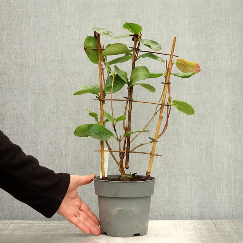 Exemplaar van Dipladenia Agate mini Strawberry red - Braziliaanse jasmijn Pot van 1,5 l/2 l zoals geleverd in de herfst