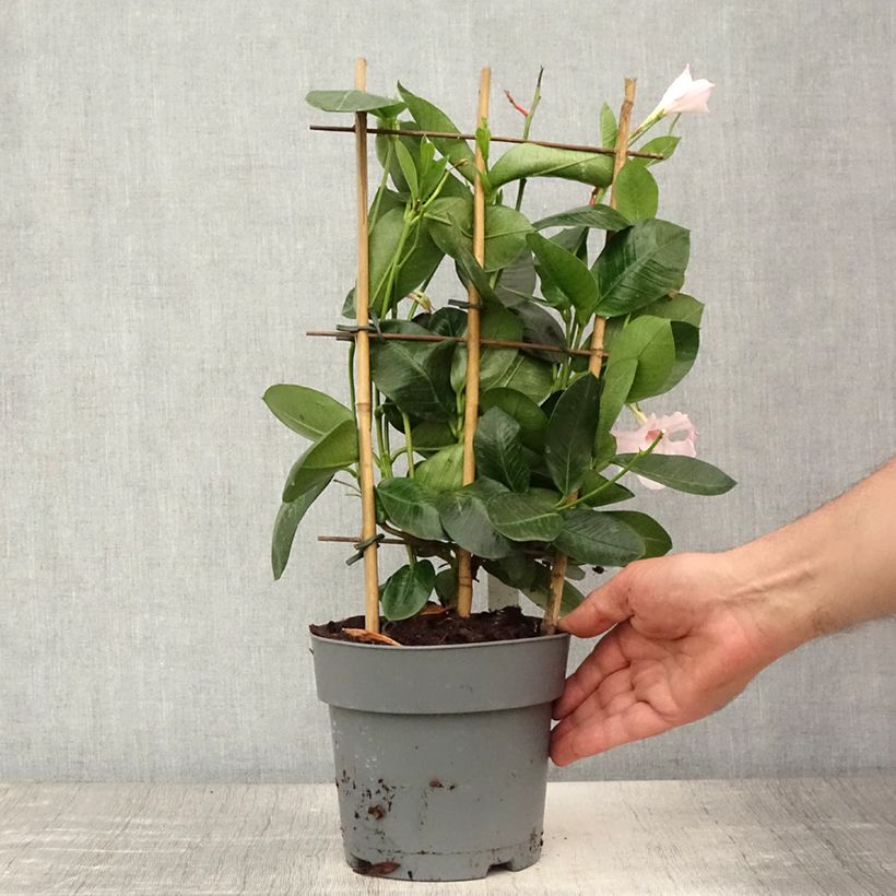 Exemplaar van Dipladenia Agate mini Strawberry red - Braziliaanse jasmijn Pot van 1,5 l/2 l zoals geleverd in de zomer