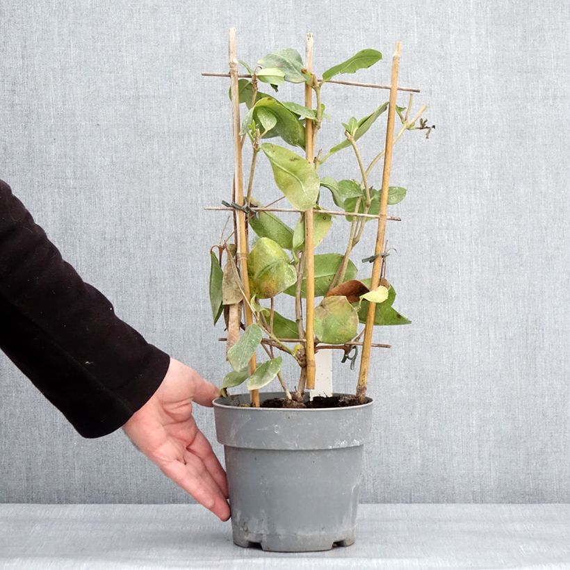 Exemplaar van Dipladenia Agate mini Strawberry red - Braziliaanse jasmijn Pot van 1,5 l/2 l zoals geleverd in de winter