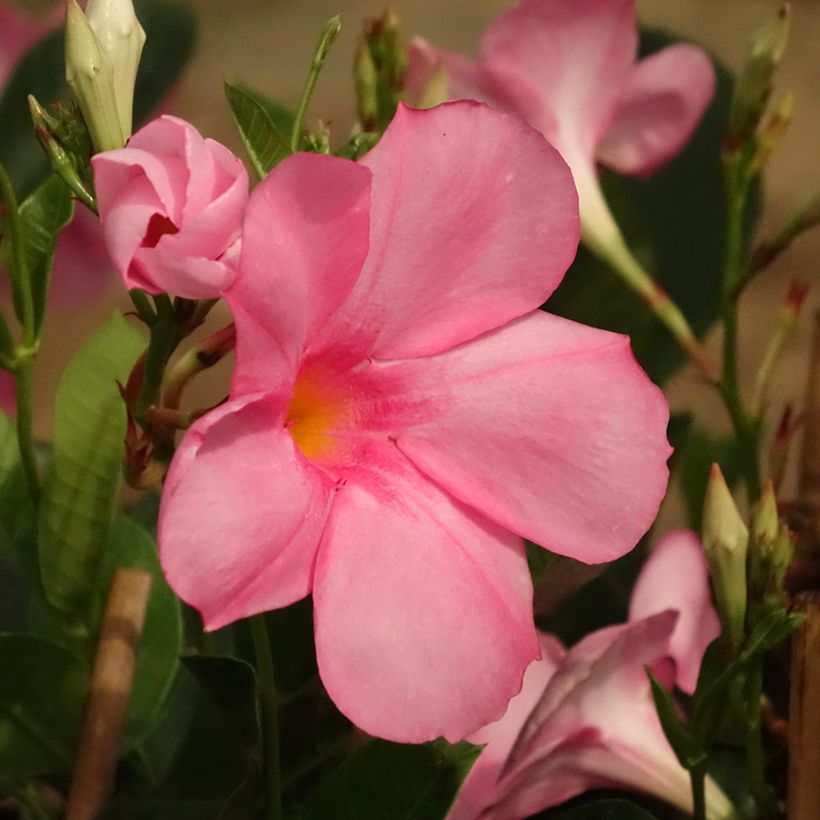 Dipladenia Agate mini Strawberry red - Braziliaanse jasmijn (Bloei)