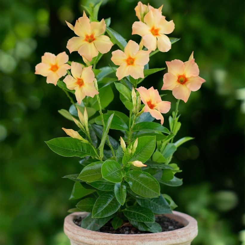 Dipladenia Diamantina Emerald Amber Star - Dipladenia (Groeiplaats)