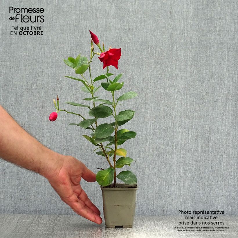 Exemplaar van Dipladenia Diamantina Jade Red - Mandevilla Pot van 2 l/3 l zoals geleverd in de herfst