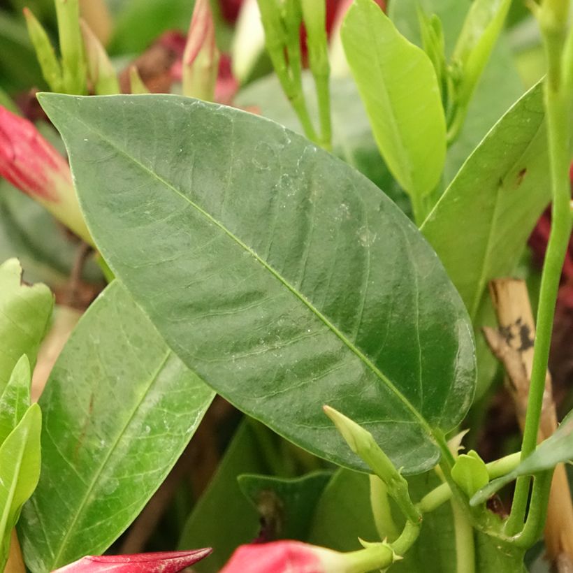 Dipladenia Diamantina Jade Red - Mandevilla (Blad)