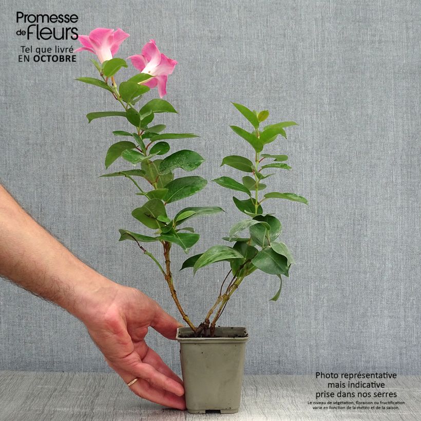 Exemplaar van Dipladenia Diamantina Jade Roze - Mandevilla Pot van 2 l/3 l zoals geleverd in de herfst