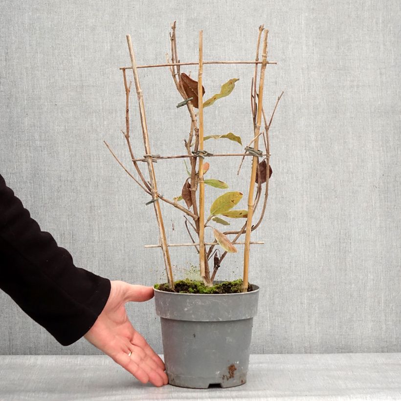 Exemplaar van Dipladenia Diamantina Jade Rose Pot de 2L/3L zoals geleverd in de winter