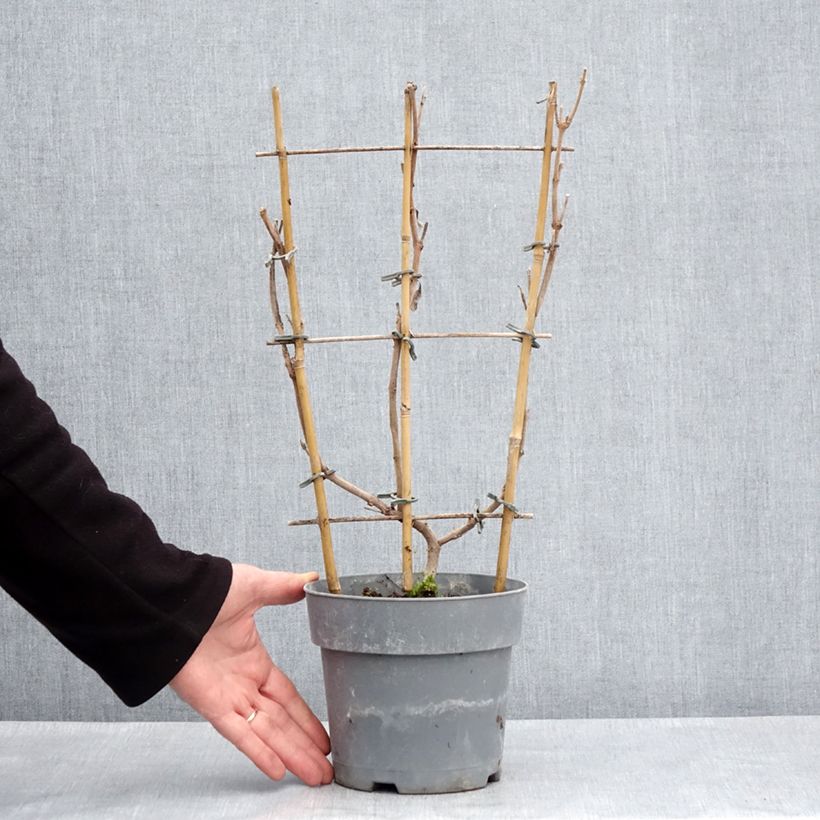 Exemplaar van Dipladenia Diamantina Jade Roze - Mandevilla Pot van 2 l/3 l zoals geleverd in de lente