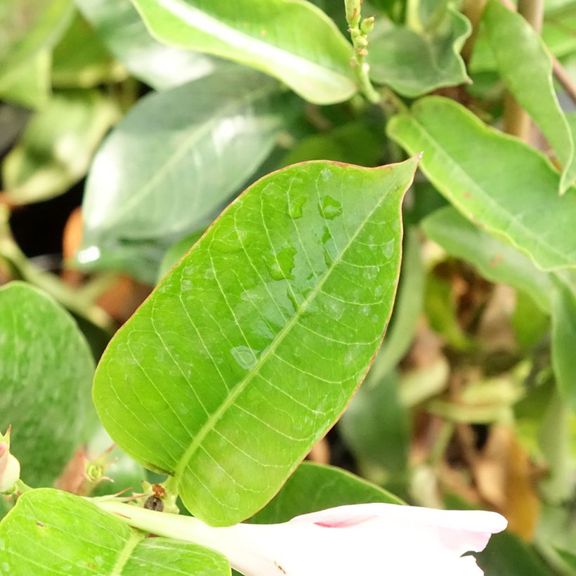 Dipladenia Diamantina Jade Roze - Mandevilla (Blad)