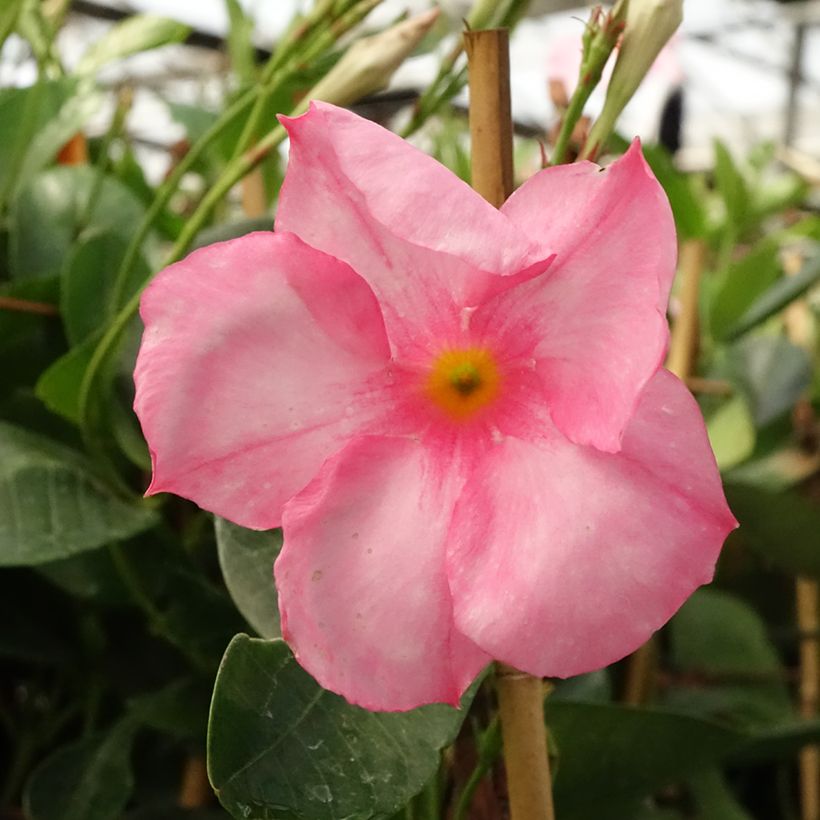 Dipladenia Diamantina Jade Roze - Mandevilla (Bloei)