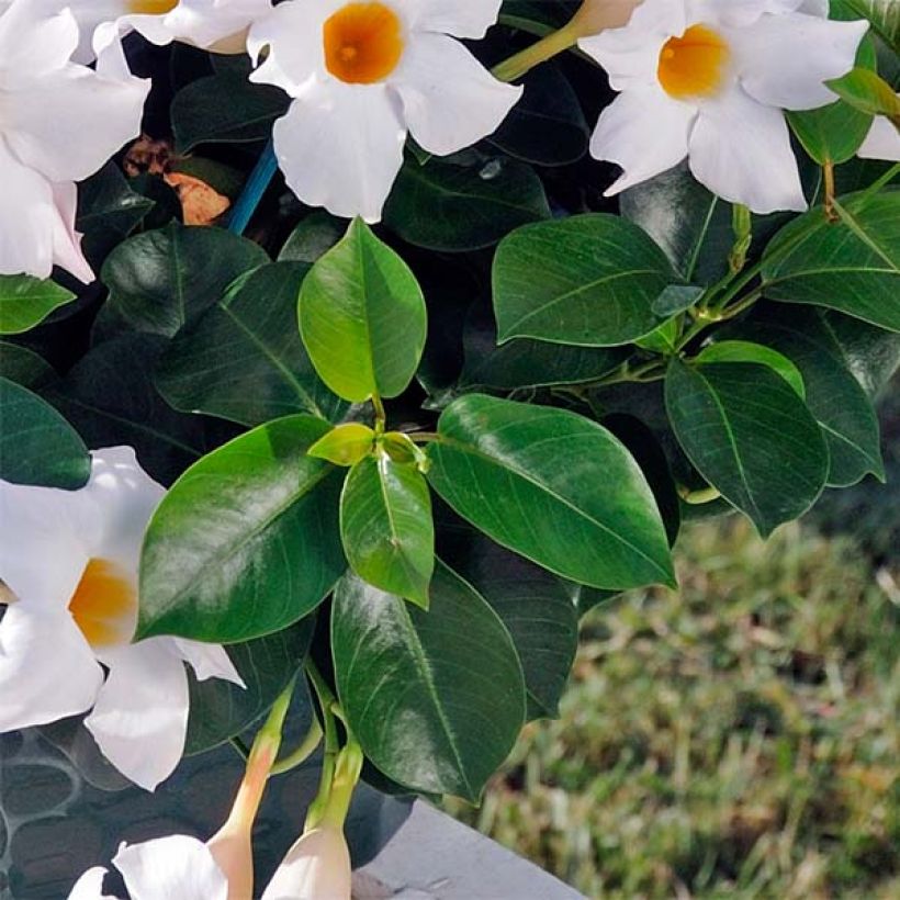 Dipladenia Diamantina Jade White - Mandevilla (Blad)