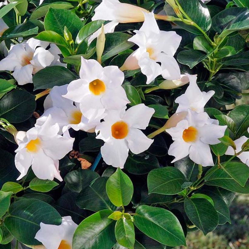 Dipladenia Diamantina Jade White - Mandevilla (Bloei)