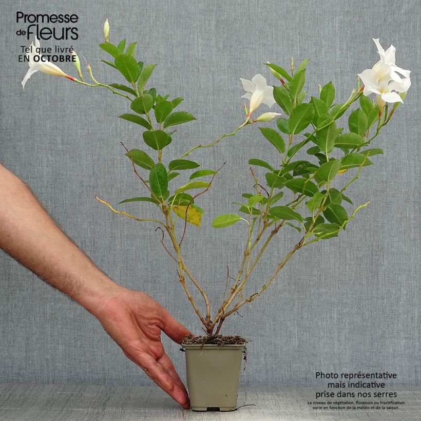 Exemplaar van Dipladenia Diamantina Jade White - Mandevilla Pot van 10 cm/11 cm zoals geleverd in de herfst