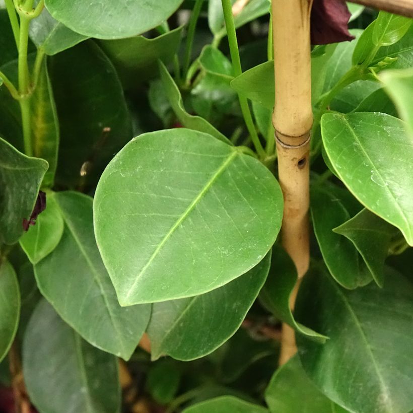 Dipladenia Diamantina Jade XXL Rood - Mandevilla (Blad)