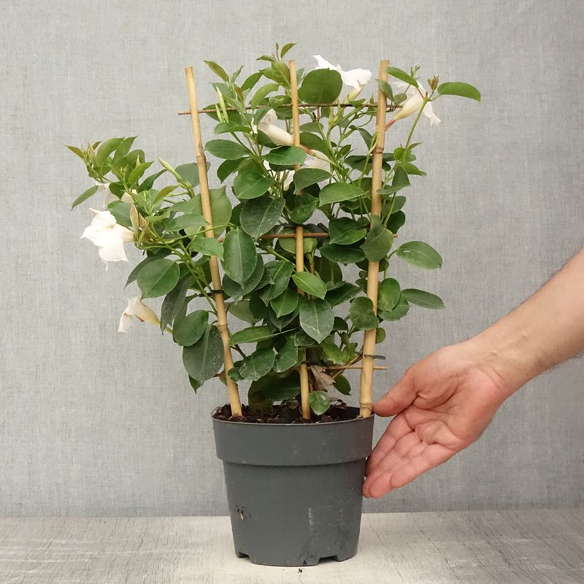 Exemplaar van Dipladenia Diamantina Jade XXL Wit - Mandevilla Pot van 1,5 l/2 l zoals geleverd in de zomer