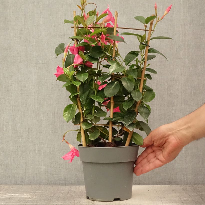 Exemplaar van Dipladenia Diamantina Opale Fuchsia Flammé - Mandevilla Pot van 2 l/3 l zoals geleverd in de zomer