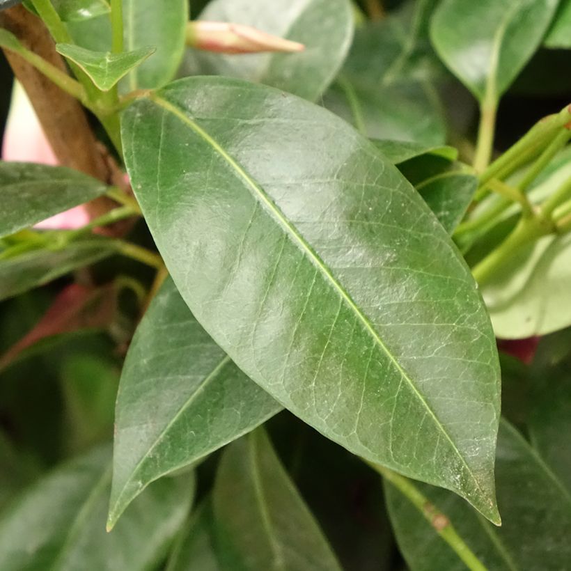 Dipladenia Diamantina Opale Fuchsia Flammé - Mandevilla (Blad)