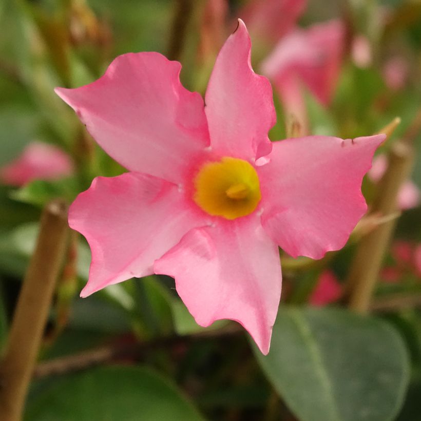Dipladenia Diamantina Opale Fuchsia Flammé - Mandevilla (Bloei)