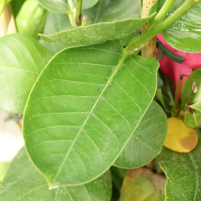 Dipladenia Diamantina Tourmaline fuchsia intense - Mandevilla (Blad)