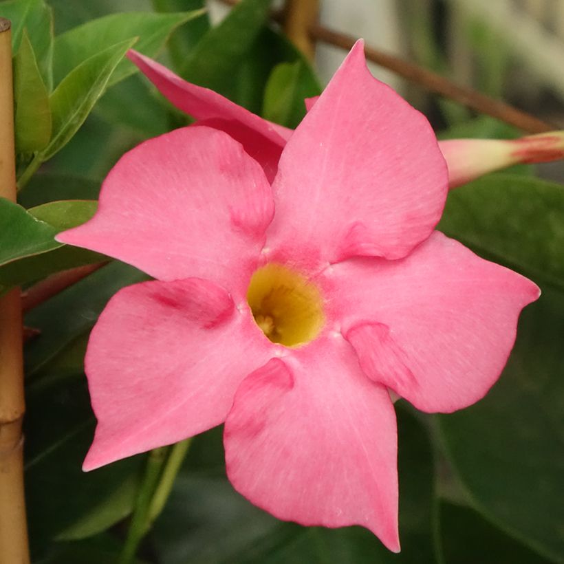 Dipladenia Diamantina Tourmaline fuchsia intense - Mandevilla (Bloei)