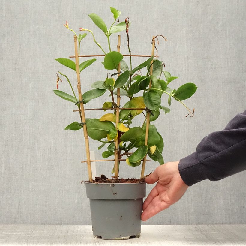 Exemplaar van Dipladenia Diamantina Tourmaline fuchsia intense - Mandevilla Pot van 1,5 l/2 l zoals geleverd in de zomer