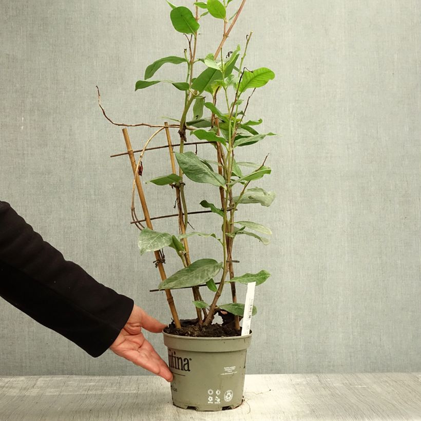 Exemplaar van Dipladenia Diamantina Tourmaline Pink - Mandevilla Pot van 1,5 l/2 l zoals geleverd in de herfst