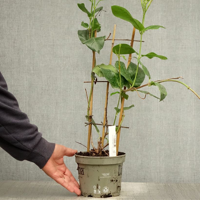 Exemplaar van Dipladenia Diamantina Tourmaline Pink - Mandevilla Pot van 1,5 l/2 l zoals geleverd in de zomer