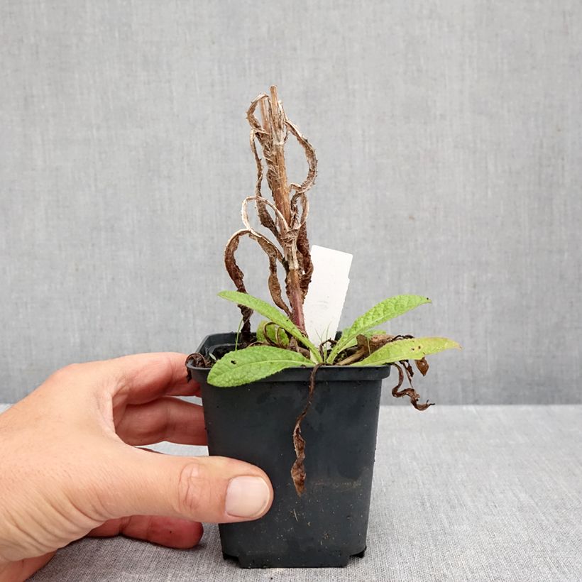 Exemplaar van Dipsacus fullonum - Grote kaardebol Kweekpotje van 8/9 cm zoals geleverd in de herfst