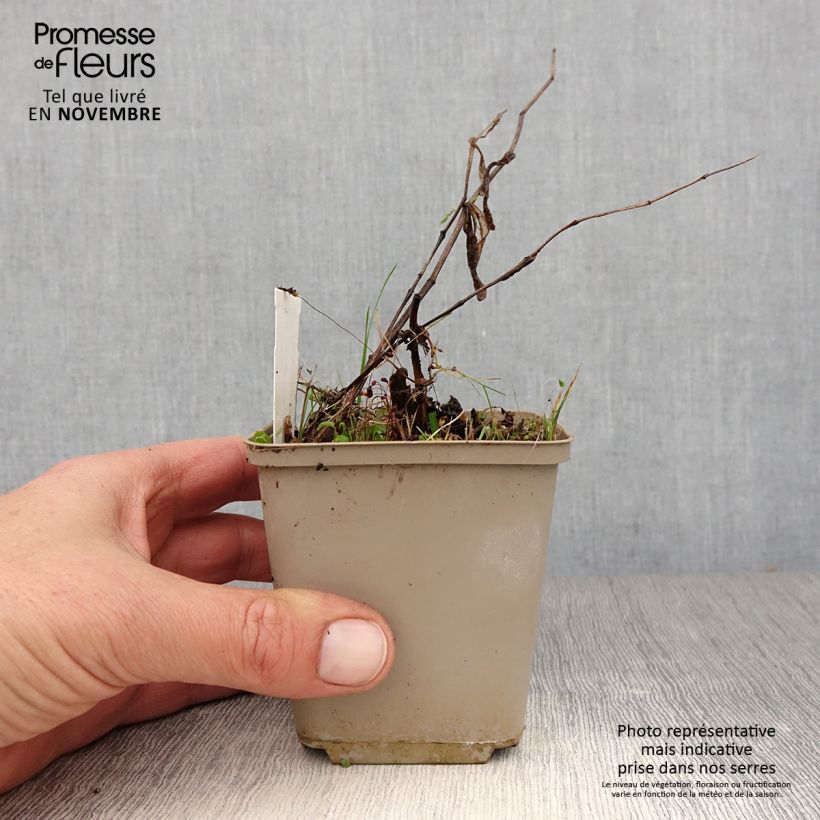 Exemplaar van Disporum cantoniense Green Giant - Elfenklokje Pot van 10 cm/11 cm zoals geleverd in de herfst