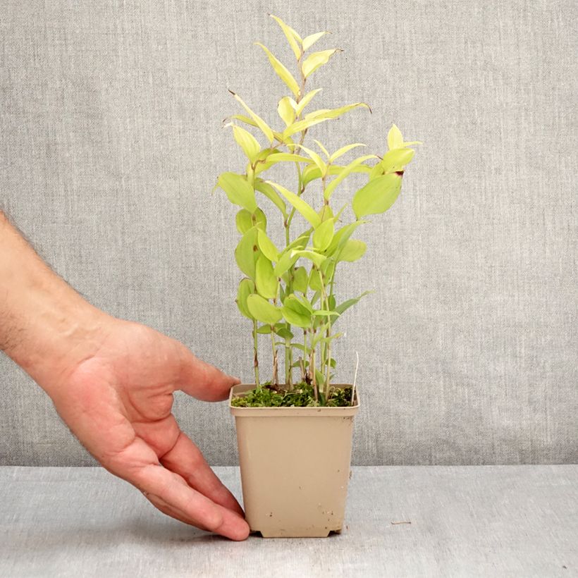 Exemplaar van Disporum cantoniense Green Giant - Elfenklokje Pot van 10 cm/11 cm zoals geleverd in de zomer