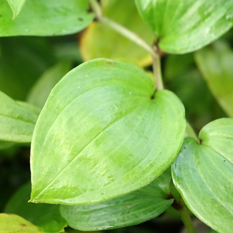 Disporum megalanthum - Elfenklokje (Blad)