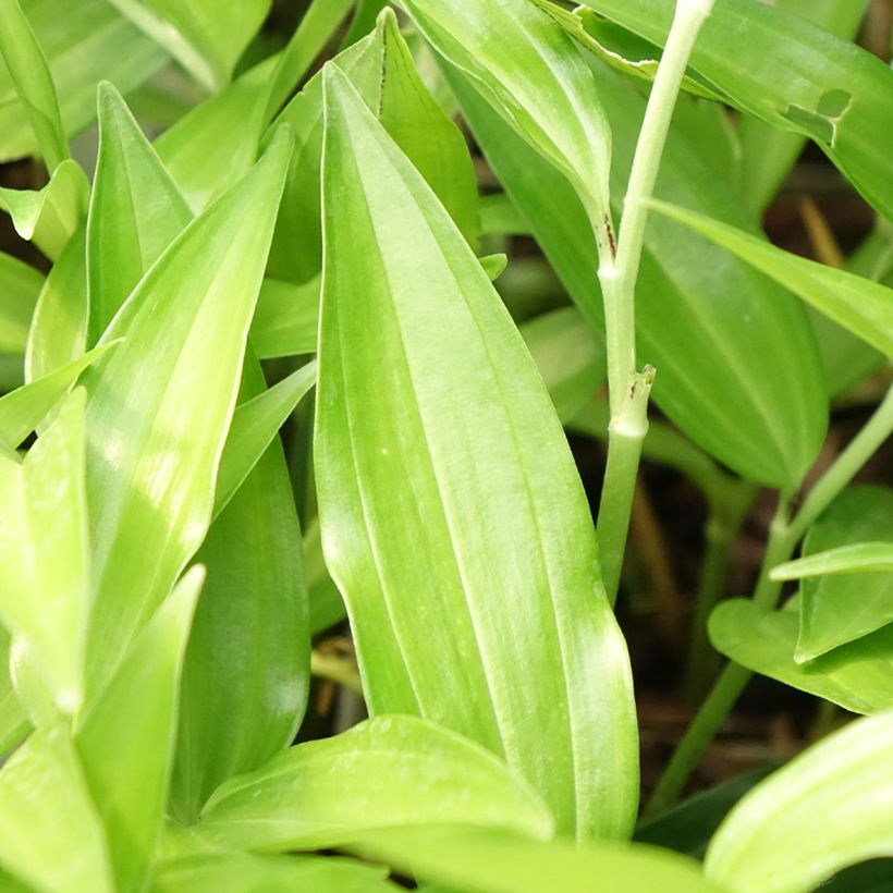Disporum sessile - Elfenklokje (Blad)