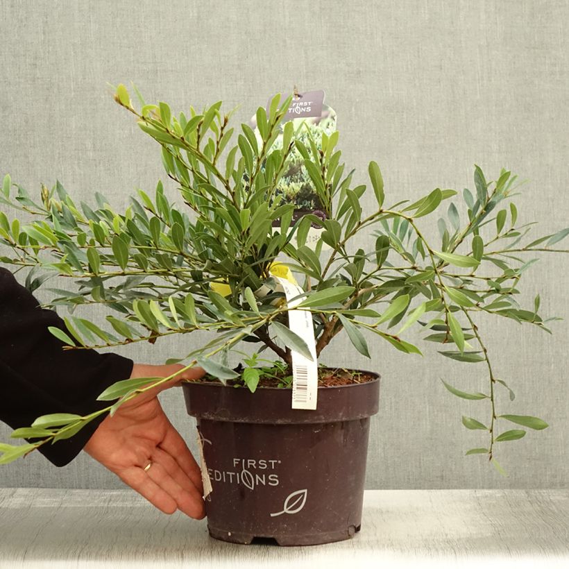 Exemplaar van Distylium Cinnamon Girl - Winter toverhazelaar Pot van 3 l/4 l zoals geleverd in de herfst