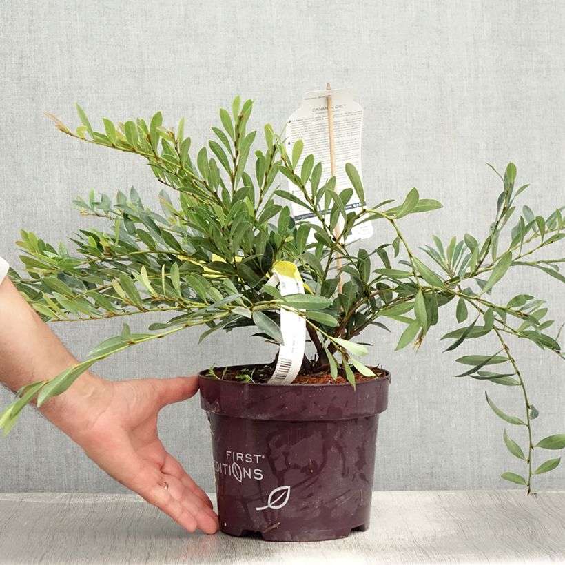 Exemplaar van Distylium Cinnamon Girl - Winter toverhazelaar Pot van 3 l/4 l zoals geleverd in de zomer