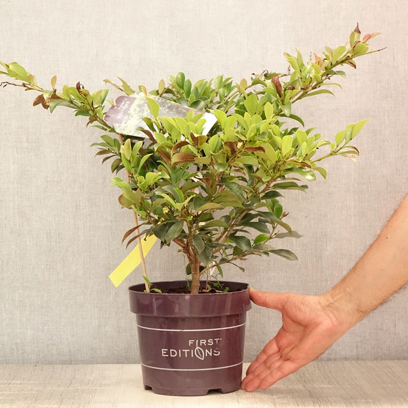 Exemplaar van Distylium Linebacker - Winter toverhazelaar Pot van 3 l/4 l zoals geleverd in de zomer