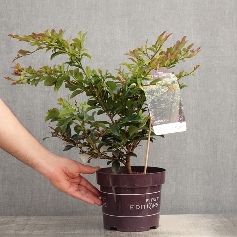 Exemplaar van Distylium Linebacker - Winter toverhazelaar Pot van 3 l/4 l zoals geleverd in de lente