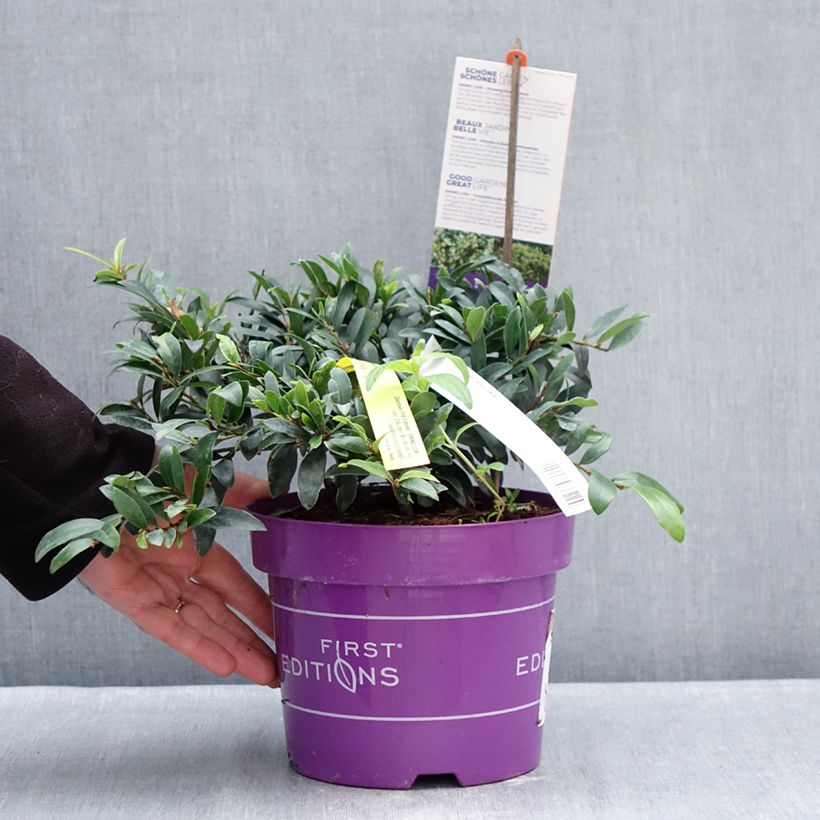 Exemplaar van Distylium Swing Low - Winter toverhazelaar Pot van 3 l/4 l zoals geleverd in de winter