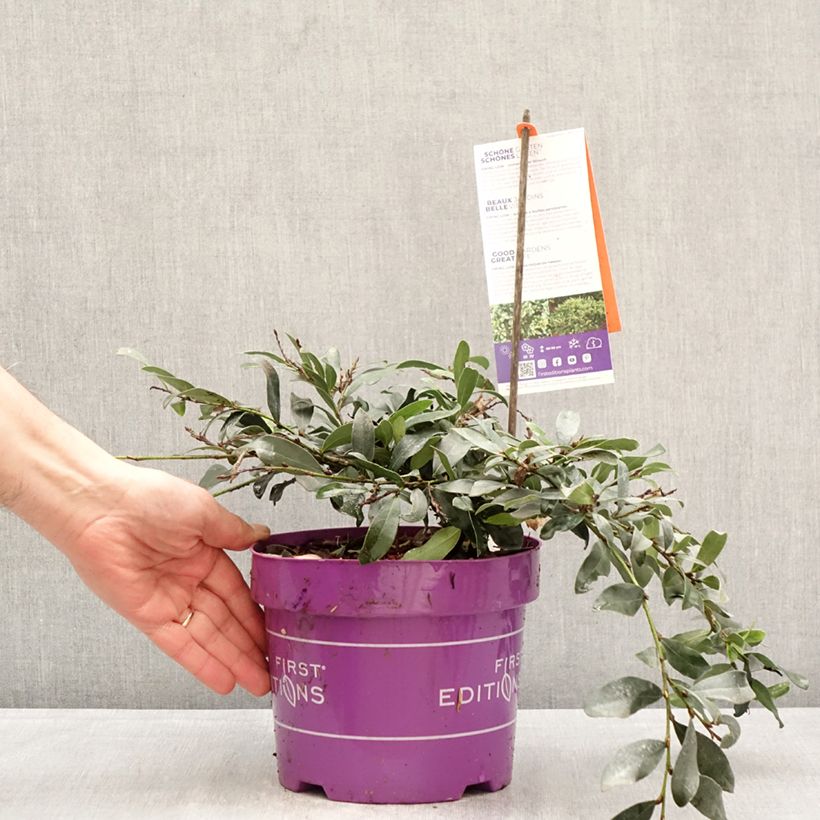 Exemplaar van Distylium Swing Low - Winter toverhazelaar Pot van 3 l/4 l zoals geleverd in de lente