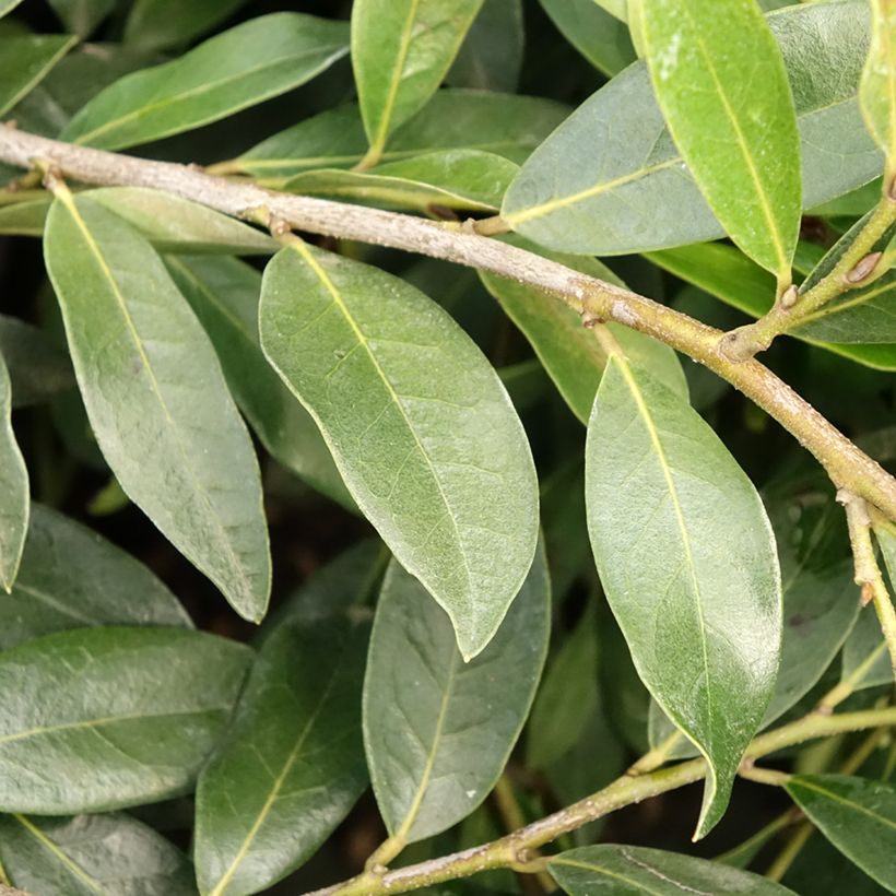 Distylium Vintage Jade - Winter toverhazelaar (Blad)