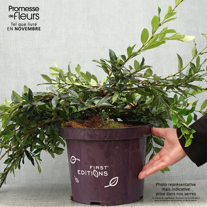 Exemplaar van Distylium Vintage Jade - Winter toverhazelaar Pot van 7,5 l/10 l zoals geleverd in de herfst