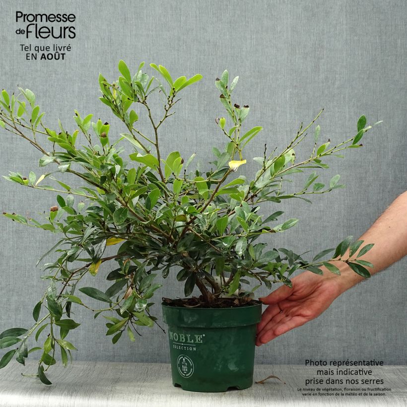 Exemplaar van Distylium Blue Cascade - Winter toverhazelaar Pot van 3 l/4 l zoals geleverd in de zomer