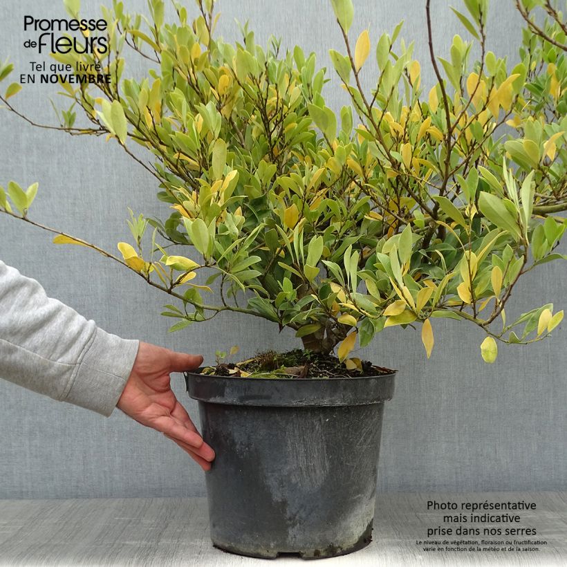 Exemplaar van Distylium Blue Cascade - Winter toverhazelaar Pot van 7,5 l/10 l zoals geleverd in de herfst