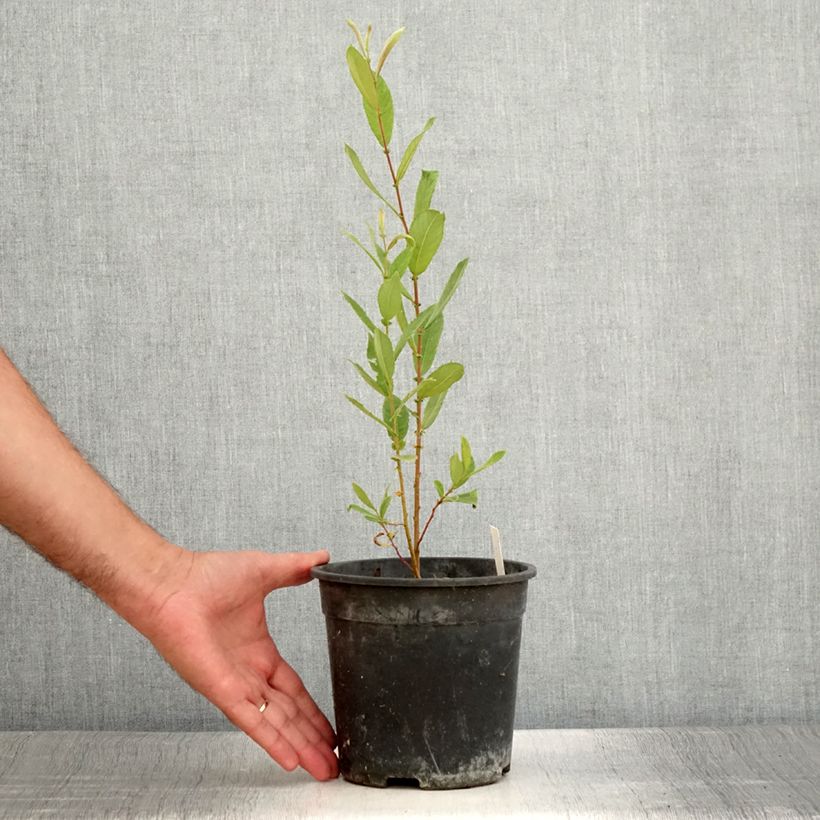 Exemplaar van Dodecatheon jeffreyi Rotlicht - Twaalfgodenkruid Pot van 2 l/3 l zoals geleverd in de zomer
