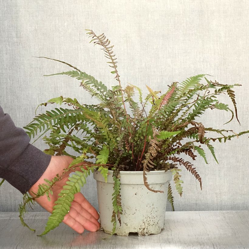 Exemplaar van Doodia media - Fougère râpe Pot de 2L/3L zoals geleverd in de herfst