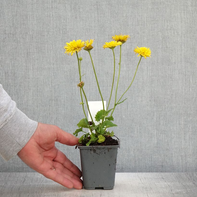 Exemplaar van Doronicum orientale Finesse - Voorjaarszonnebloem Kweekpotje van 8/9 cm zoals geleverd in de lente