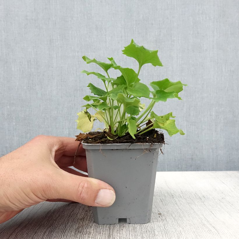 Exemplaar van Doronicum orientale Little Leo - Voorjaarszonnebloem Kweekpotje van 8/9 cm zoals geleverd in de herfst