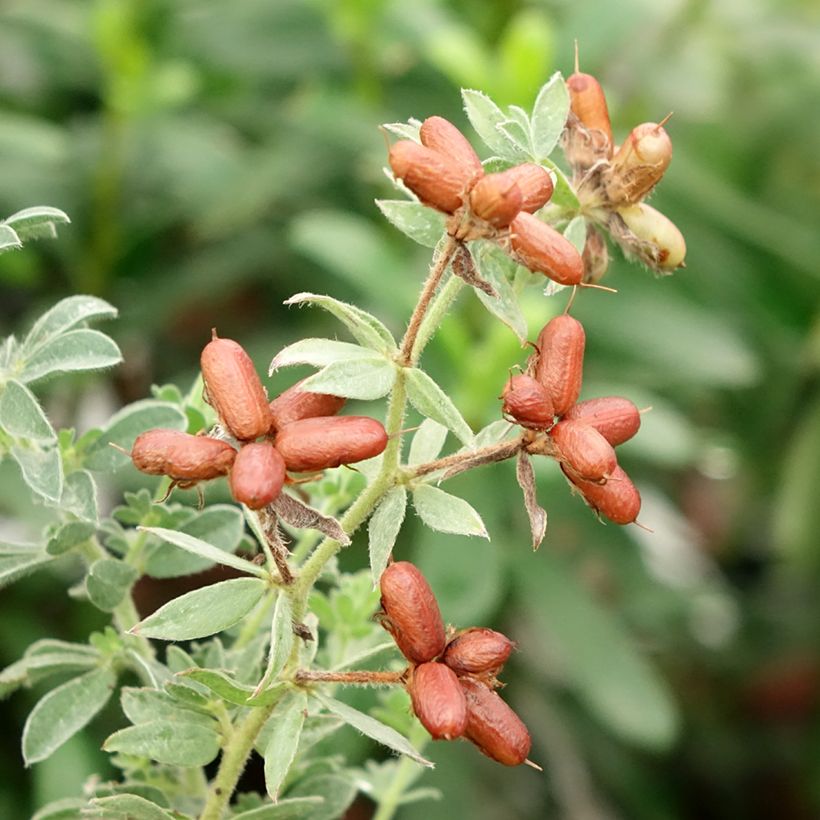 Dorycnium hirsutum Frejorgues - Behaarde kanarieklaver (Oogst)