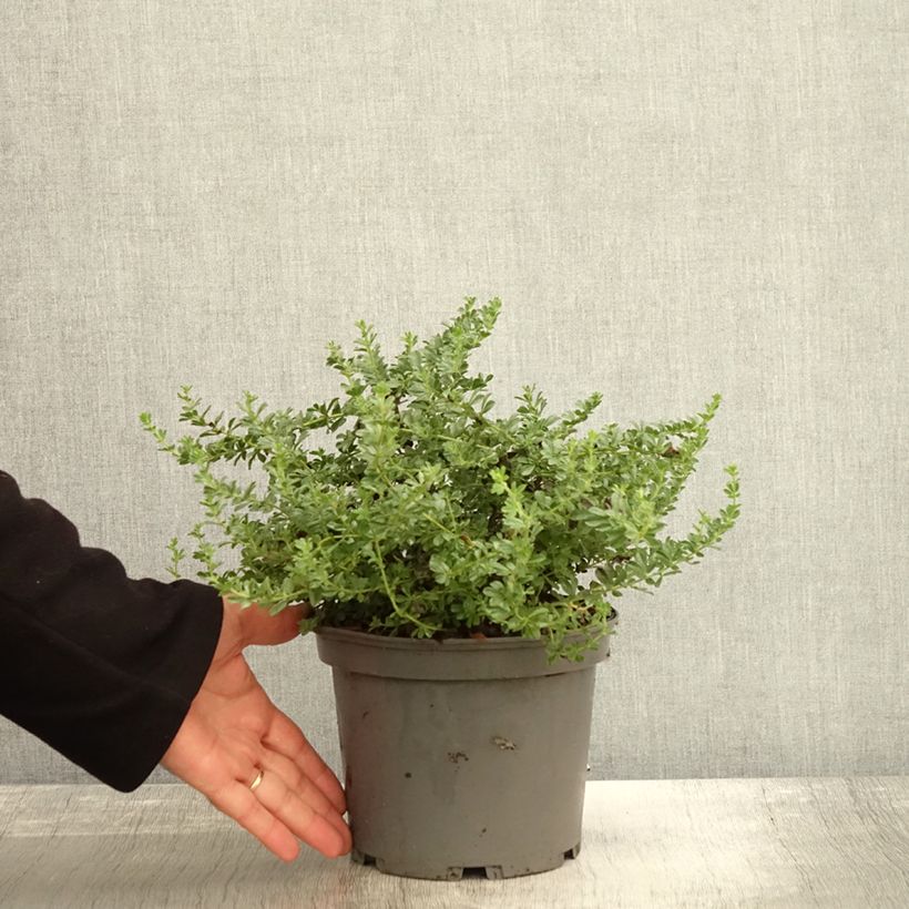 Exemplaar van Dorycnium hirsutum Frejorgues Pot de 3L/4L zoals geleverd in de herfst