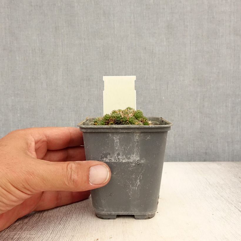 Exemplaar van Draba aizoides - Geel hongerbloempje Kweekpotje van 7/8 cm zoals geleverd in de zomer
